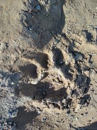 left image tiger footprints